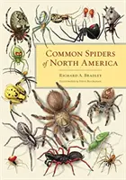 Běžní pavouci Severní Ameriky - Common Spiders of North America