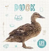 Kachna - Duck