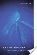 Spermové velryby: Společenská evoluce v oceánu - Sperm Whales: Social Evolution in the Ocean