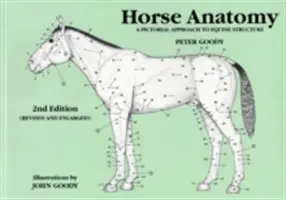 Anatomie koně: Anatomie koní: Obrázkový přístup ke stavbě koní - Horse Anatomy: A Pictorial Approach to Equine Structure