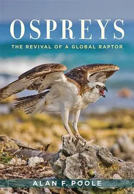 Ospreys: Oživení globálního dravce - Ospreys: The Revival of a Global Raptor