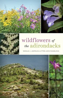 Divoké květiny Adirondacku - Wildflowers of the Adirondacks