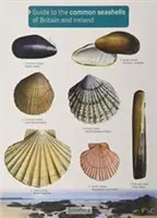 Průvodce běžnými mořskými mušlemi Británie a Irska - Guide to the Common Seashells of Britain and Ireland