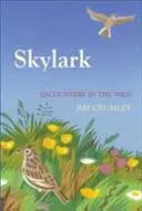 Skřivan polní - Skylark