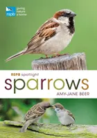 Rspb Spotlight Vrabčáci - Rspb Spotlight Sparrows