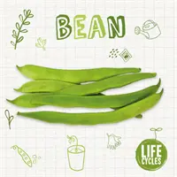 Fazole - Bean