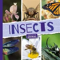 Hmyz - Insects