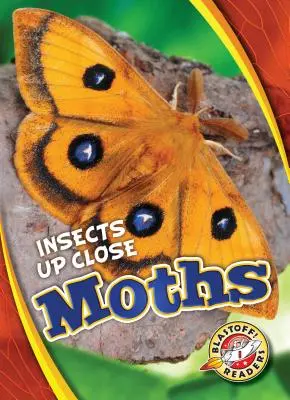 Můry - Moths