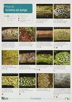 Klíč k lišejníkům na větvičkách - Key to Lichens on Twigs