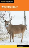 Jelen běloocasý - Whitetail Deer