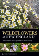 Divoké květiny Nové Anglie - Wildflowers of New England