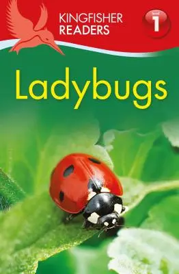 Berušky - Ladybugs
