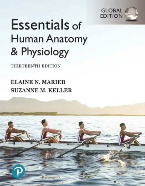 Essentials of Human Anatomy & Physiology [Global Edition]. - Essentials of Human Anatomy & Physiology [Global Edition]