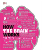 Jak funguje mozek - Fakta názorně vysvětlená - How the Brain Works - The Facts Visually Explained