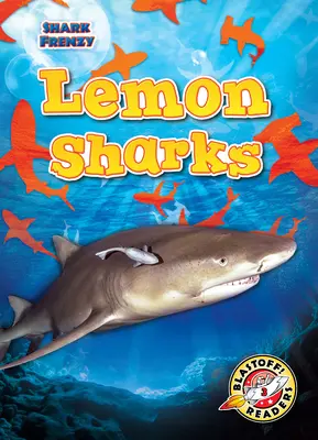 Žraloci citronoví - Lemon Sharks