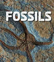 Zkameněliny - Fossils
