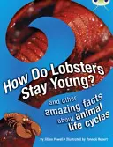 Bug Club Samostatná Non Fiction 3. ročník Brown A Jak zůstávají humři mladí? - Bug Club Independent Non Fiction Year 3 Brown A How Do Lobsters Stay Young?