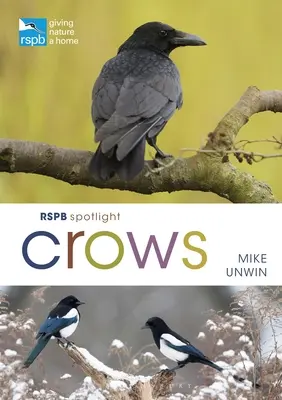 Rspb Spotlight Vrány - Rspb Spotlight Crows