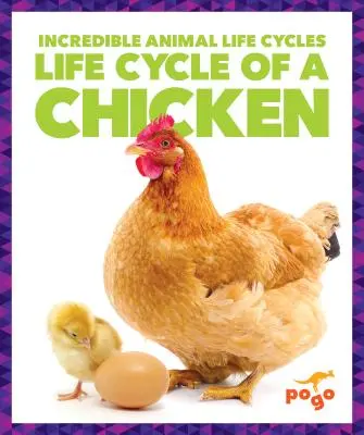 Životní cyklus kuřete - Life Cycle of a Chicken