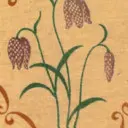 Zahradníkova noční čepice - Gardener's Nightcap