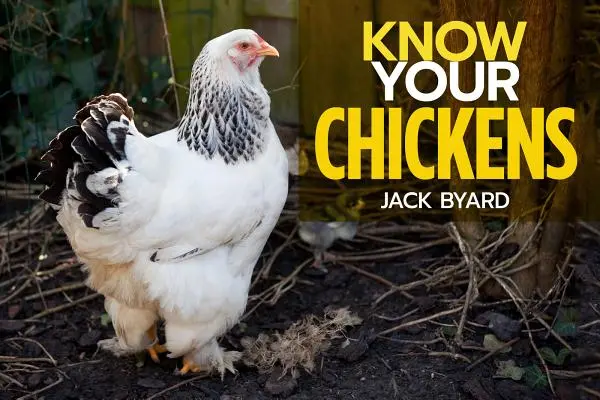 Poznejte své slepice - Know Your Chickens