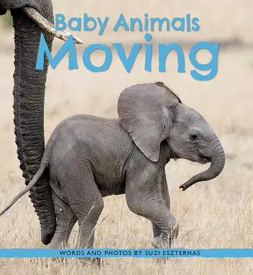 Stěhování mláďat zvířat - Baby Animals Moving