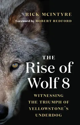 Vzestup vlka 8: Svědectví o triumfu yellowstonského outsidera - The Rise of Wolf 8: Witnessing the Triumph of Yellowstone's Underdog