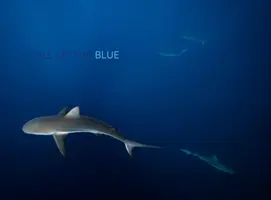 Volání modré - Call of the Blue