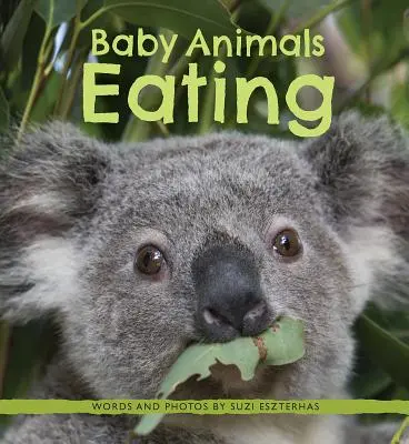 Dětská zvířata jedí - Baby Animals Eating