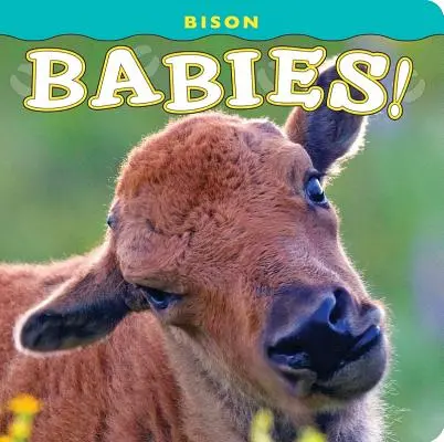 Bizoní mláďata! - Bison Babies!