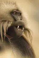 Fotograf roku divoké přírody: Portfolio 25 - Wildlife Photographer of the Year: Portfolio 25