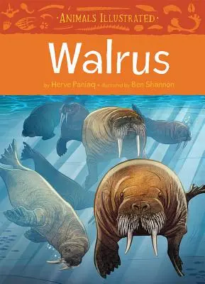 Ilustrovaná zvířata: Mrož - Animals Illustrated: Walrus