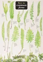 Klíč k běžným kapradinám - Key to Common Ferns