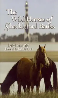 Divocí koně ze Shackleford Banks - Wild Horses of Shackleford Banks