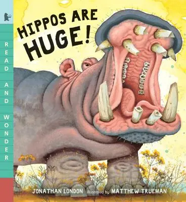 Hroši jsou obrovští! - Hippos Are Huge!