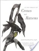Ve společnosti vran a havranů - In the Company of Crows and Ravens