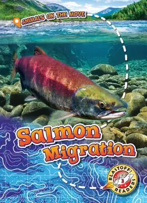 Migrace lososů - Salmon Migration