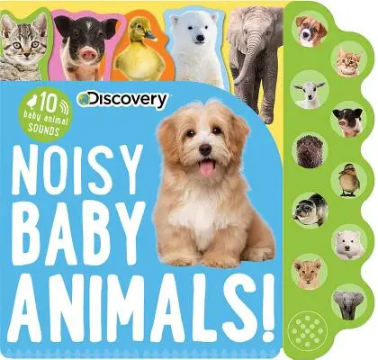 Objevování: Hlučná mláďata! - Discovery: Noisy Baby Animals!