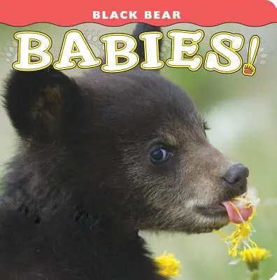 Mláďata černých medvědů! - Black Bear Babies!