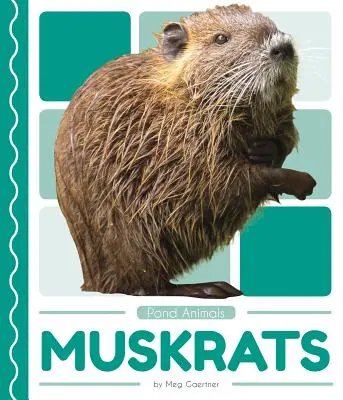Pižmoni - Muskrats