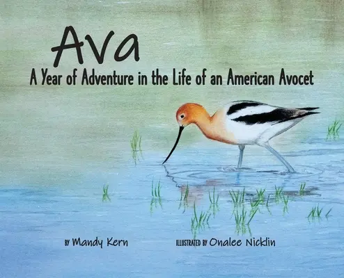 Ava: Rok dobrodružství v životě amerického avokáda (Ava: A Year of Adventure in the Life of an American Avocet) - Ava: A Year of Adventure in the Life of an American Avocet