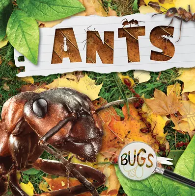 Mravenci - Ants
