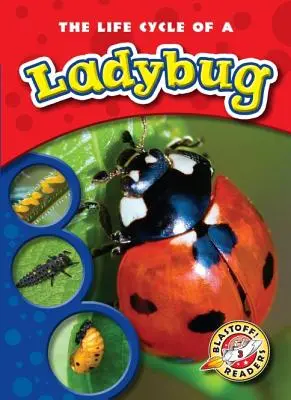 Životní cyklus berušky - The Life Cycle of a Ladybug