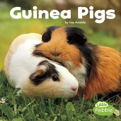 Morčata - Guinea Pigs