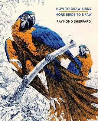 Jak kreslit ptáky / Další ptáci ke kreslení - How to Draw Birds / More Birds to Draw