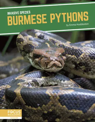 Barmské krajty - Burmese Pythons