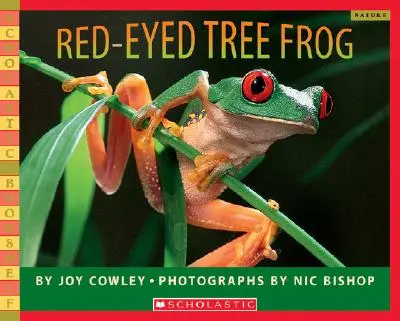 Žába s červenýma očima - Red-Eyed Tree Frog