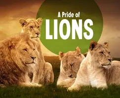 Pýcha lvů - Pride of Lions
