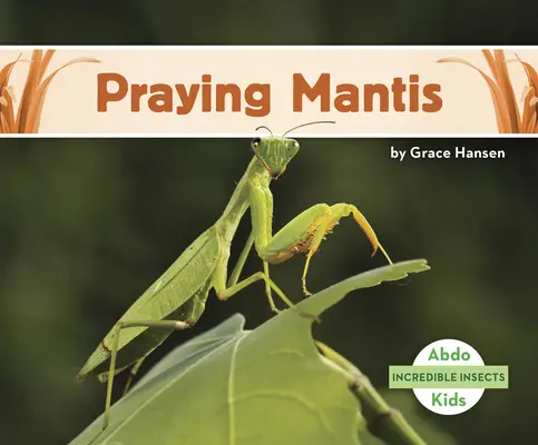 Kudlanka nábožná - Praying Mantis
