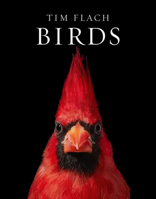 Ptáci - Birds